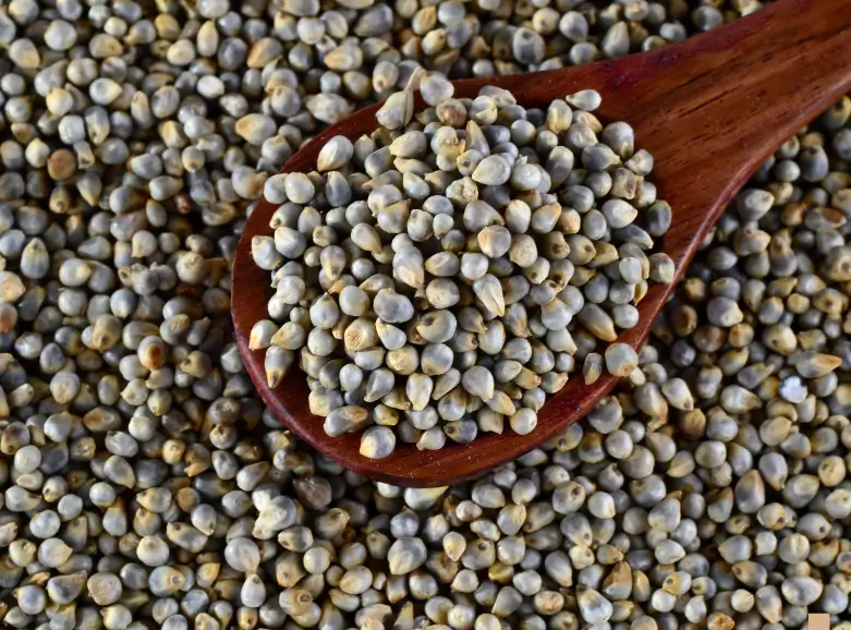 Pearl Millet Bajra