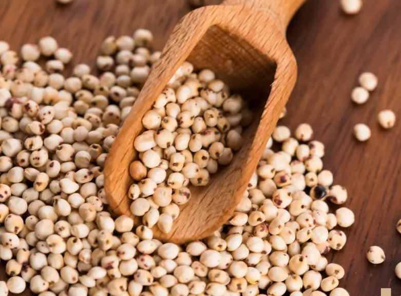 Sorghum